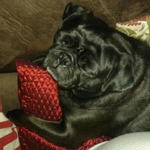 Meet your Posher, Angel